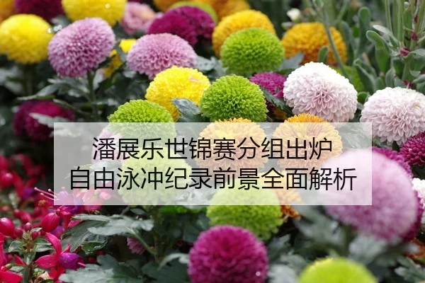 潘展乐世锦赛分组出炉 自由泳冲纪录前景全面解析